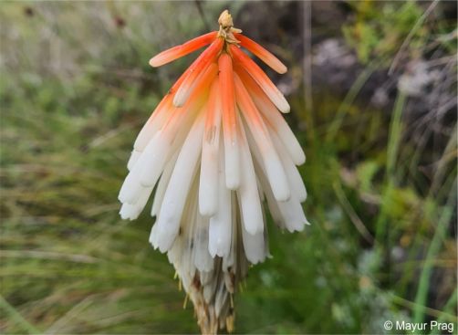 Kniphofia thodei | PlantZAfrica